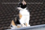 Tierkinder