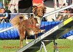 Hundesport 2010